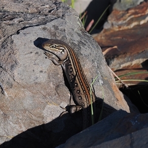 Liopholis whitii at Mount Clear, ACT - 21 Oct 2024 03:31 PM