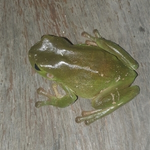 Litoria caerulea at Shark Creek, NSW - 6 Nov 2024