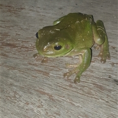 Litoria caerulea at Shark Creek, NSW - 6 Nov 2024