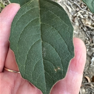 Clerodendrum tomentosum at Kangaroo Valley, NSW - suppressed