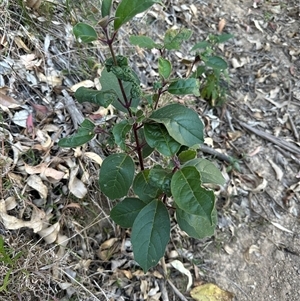 Clerodendrum tomentosum at Kangaroo Valley, NSW - suppressed