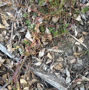 Einadia hastata at Kangaroo Valley, NSW - 8 Nov 2024