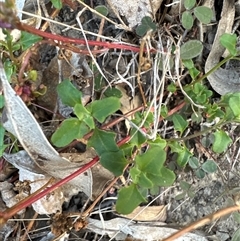 Einadia hastata at Kangaroo Valley, NSW - 8 Nov 2024