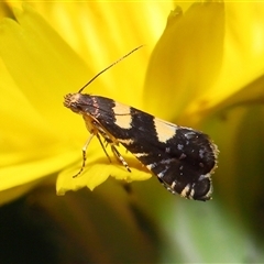 Glyphipterix chrysoplanetis (A Sedge Moth) at Yarralumla, ACT - 5 Nov 2024 by TimL