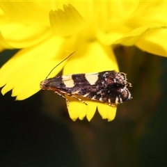 Glyphipterix chrysoplanetis at Yarralumla, ACT - 5 Nov 2024