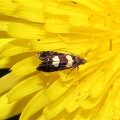 Glyphipterix chrysoplanetis at Yarralumla, ACT - 5 Nov 2024