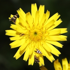 Glyphipterix chrysoplanetis at Yarralumla, ACT - 5 Nov 2024