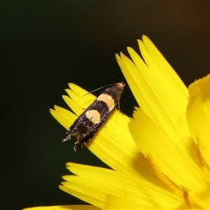 Glyphipterix chrysoplanetis at Yarralumla, ACT - 5 Nov 2024