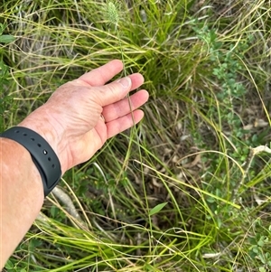 Echinopogon ovatus at Kangaroo Valley, NSW - suppressed