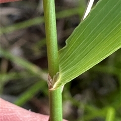 Echinopogon ovatus at Kangaroo Valley, NSW - 8 Nov 2024