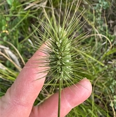 Echinopogon ovatus at Kangaroo Valley, NSW - 8 Nov 2024