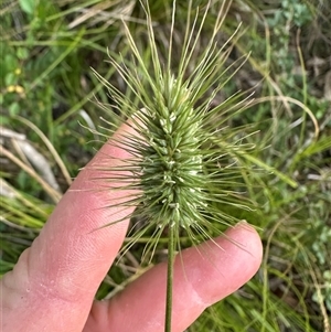 Echinopogon ovatus at Kangaroo Valley, NSW - suppressed