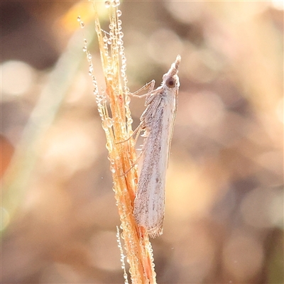 Faveria tritalis (Couchgrass Webworm) at Gundaroo, NSW - 6 Nov 2024 by ConBoekel