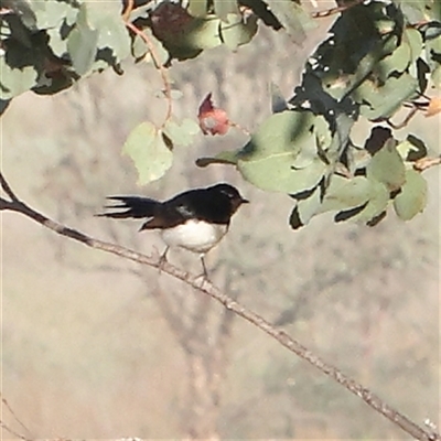 Rhipidura leucophrys (Willie Wagtail) at Gundaroo, NSW - 6 Nov 2024 by ConBoekel