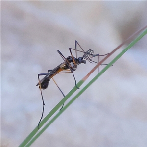 Gynoplistia sp. (genus) at Gundaroo, NSW - 6 Nov 2024