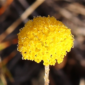 Leptorhynchos squamatus at Gundaroo, NSW - 6 Nov 2024