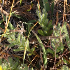 Leptorhynchos squamatus at Gundaroo, NSW - 6 Nov 2024