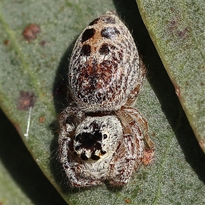 Opisthoncus sexmaculatus at Gundaroo, NSW - 6 Nov 2024