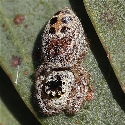 Opisthoncus sexmaculatus (Six-marked jumping spider) at Gundaroo, NSW - 5 Nov 2024 by ConBoekel