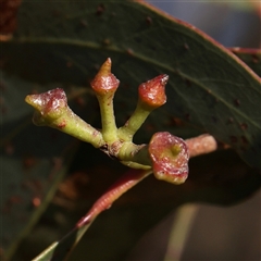 Eucalyptus macrorhyncha at Gundaroo, NSW - 6 Nov 2024 07:44 AM