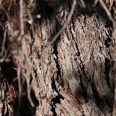 Eucalyptus macrorhyncha at Gundaroo, NSW - 6 Nov 2024 07:44 AM