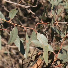 Eucalyptus macrorhyncha at Gundaroo, NSW - 6 Nov 2024 07:44 AM