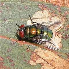 Lucilia cuprina (Australian sheep blowfly) at Gundaroo, NSW - 5 Nov 2024 by ConBoekel