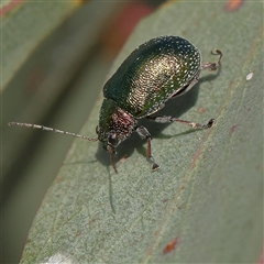 Edusella sp. (genus) (A leaf beetle) at Gundaroo, NSW - 6 Nov 2024 by ConBoekel