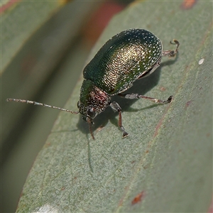 Edusella sp. (genus) at Gundaroo, NSW - 6 Nov 2024 07:45 AM