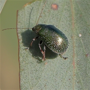 Edusella sp. (genus) at Gundaroo, NSW - 6 Nov 2024