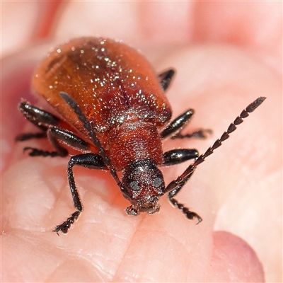 Ecnolagria grandis (Honeybrown beetle) at Gundaroo, NSW - 5 Nov 2024 by ConBoekel