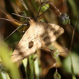 Scopula rubraria at Gundaroo, NSW - 6 Nov 2024 07:53 AM