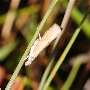 Culladia cuneiferellus at Gundaroo, NSW - 6 Nov 2024 07:54 AM