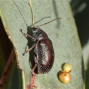 Edusella sp. (genus) at Gundaroo, NSW - 6 Nov 2024