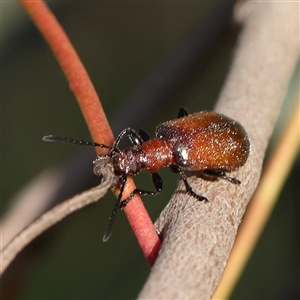 Ecnolagria grandis at Gundaroo, NSW - 6 Nov 2024