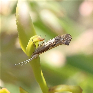 Plutella xylostella at Gundaroo, NSW - 6 Nov 2024 07:56 AM