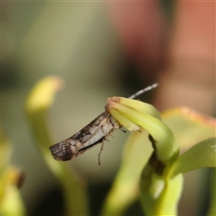 Plutella xylostella at Gundaroo, NSW - 6 Nov 2024 07:56 AM