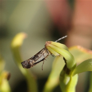 Plutella xylostella at Gundaroo, NSW - 6 Nov 2024