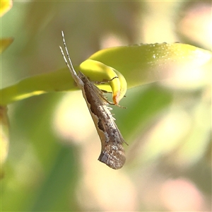 Plutella xylostella at Gundaroo, NSW - 6 Nov 2024 07:56 AM