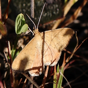 Scopula rubraria at Gundaroo, NSW - 6 Nov 2024