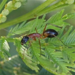 Camponotus consobrinus at Gundaroo, NSW - 6 Nov 2024