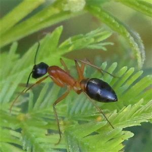 Camponotus consobrinus at Gundaroo, NSW - 6 Nov 2024