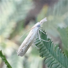 Culladia cuneiferellus (Crambinae moth) at Gundaroo, NSW - 5 Nov 2024 by ConBoekel