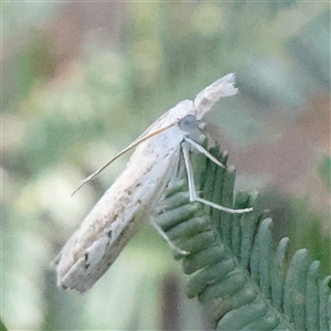 Culladia cuneiferellus at Gundaroo, NSW - 6 Nov 2024