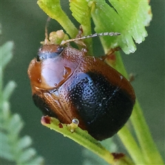 Dicranosterna immaculata (Acacia leaf beetle) at Gundaroo, NSW - 5 Nov 2024 by ConBoekel