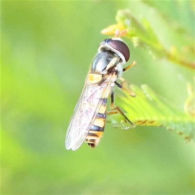 Simosyrphus grandicornis (Common hover fly) at Gundaroo, NSW - 6 Nov 2024 by ConBoekel