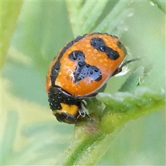 Coccinella transversalis (Transverse Ladybird) at Gundaroo, NSW - 5 Nov 2024 by ConBoekel