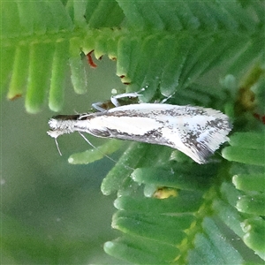 Thema macroscia at Gundaroo, NSW - 6 Nov 2024