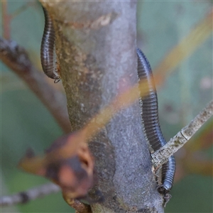 Ommatoiulus moreleti at Gundaroo, NSW - 6 Nov 2024