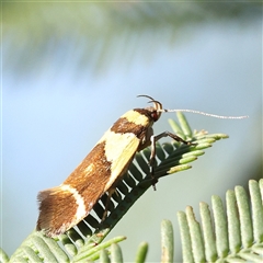 Macrobathra chrysotoxa (A Cosmet moth (Cosmopteriginae) at Gundaroo, NSW - 6 Nov 2024 by ConBoekel